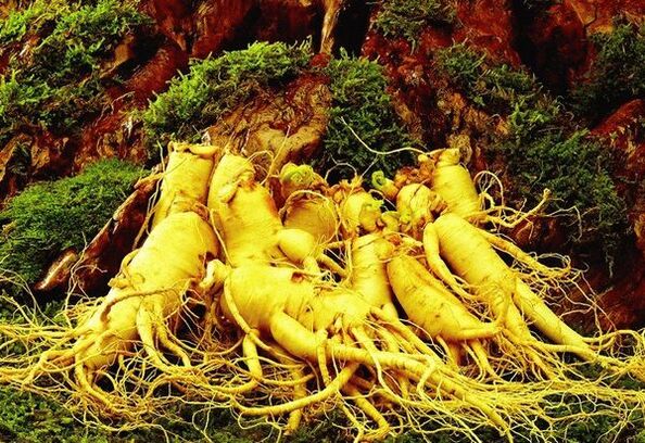 Natural drugs against potency